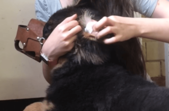 Ушные клещи у собаки: как обнаружить и вылечить