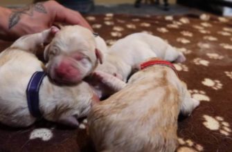 Уход за новорождёнными щенками в домашних условиях