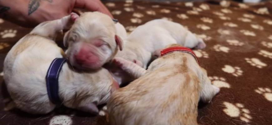 Уход за новорождёнными щенками в домашних условиях