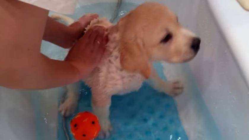Как купать щенка лабрадора безопасно