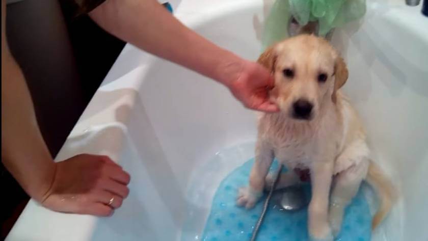 Как мыть щенка ретривера дома