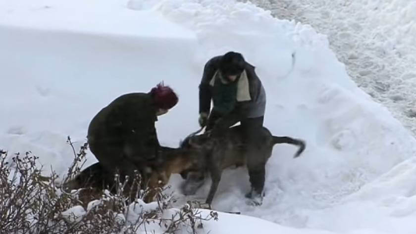 Схватка собак на снегу