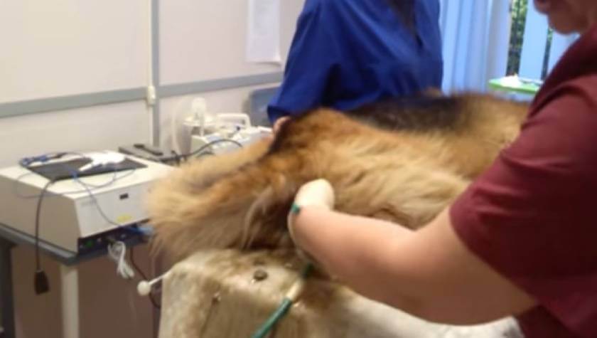 Давать ли кости собаке: рекомендации ветеринаров
