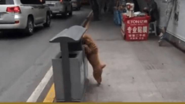 Почему собака подбирает на улице