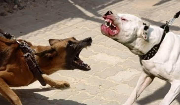 Зооагрессия у собаки: какие породы к ней склонны