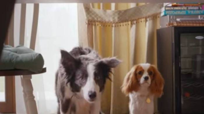 Смешные русские фильмы про собак