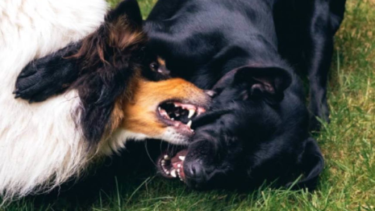 Почему собаки кусают и как это исправить: основные причины и методы обучения