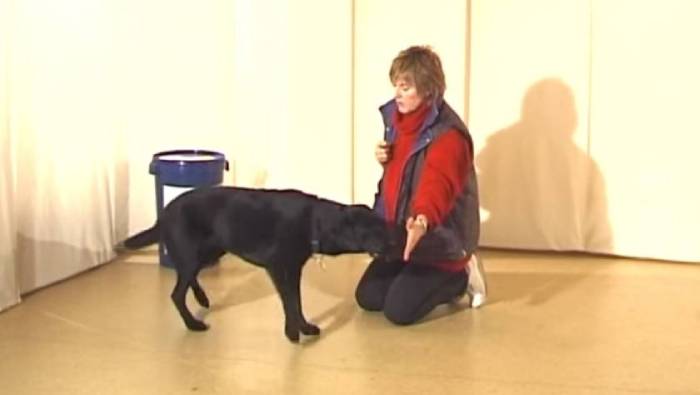 Команда "Стоять!" для собаки: обучение в домашних условиях