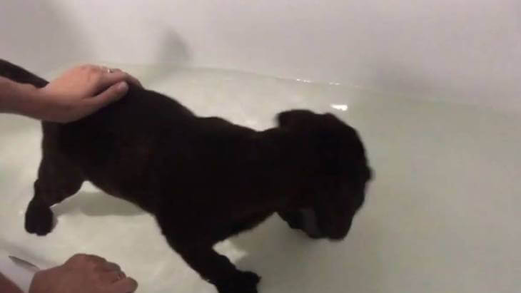 Как купать щенка лабрадора дома