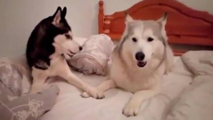 Собаки на кровати хозяина
