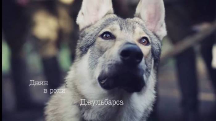 Русские сериалы про собак 2020 года