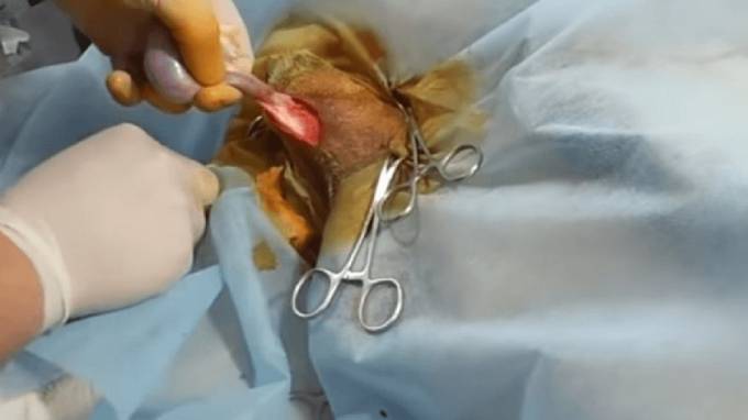 Хирургическая кастрация кобеля в условиях ветеринарной клиники