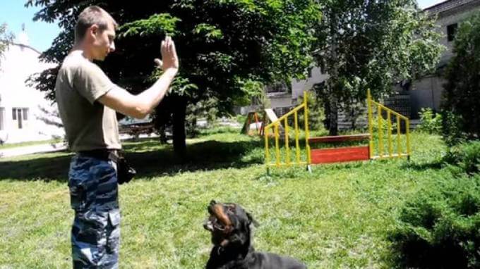 Команда "Сидеть!": обучение собаки жесту.