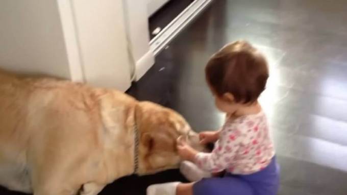 Какие собаки лечат детей