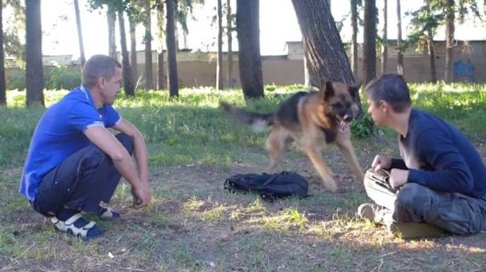 Команда "Охраняй!": обучение собаки с помощью ассистентов