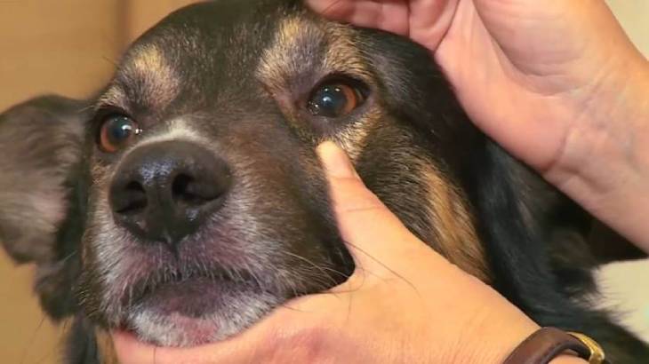 Выделения из глаз у собаки: разновидности и методы лечения