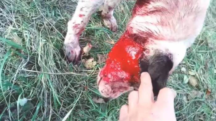 Кровавые раны собаки после драки