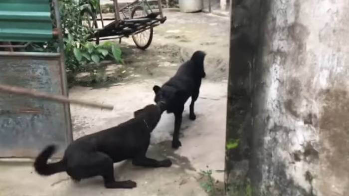 Драка двух собак на улице