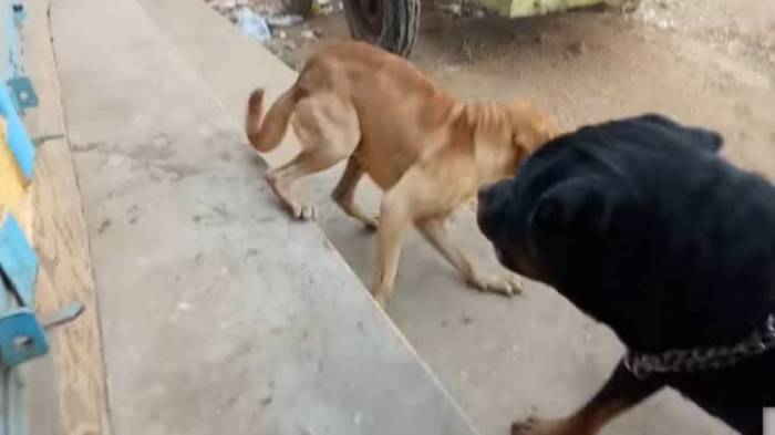 Драки между собаками на улице
