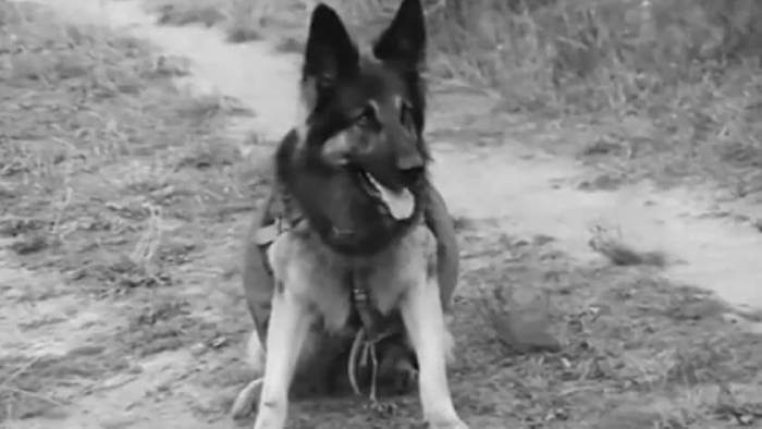 Польские кинофильмы про собак