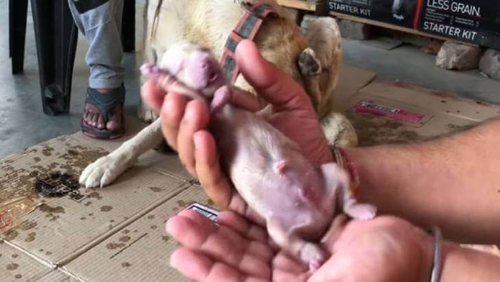 Новорождённый щенок ретривера