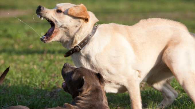 собака боится других собак и проявляет агрессию