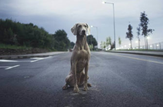 Собака боится улицы