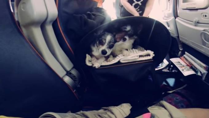 Перевозка собак в салоне самолёта