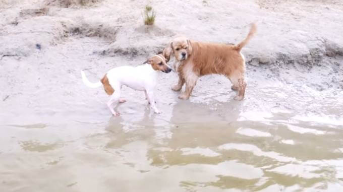Как научить собаку плавать методом подражания