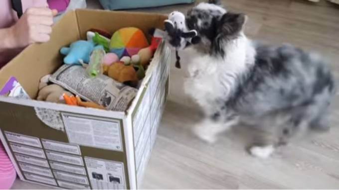 Учим собаку убирать игрушки в коробку