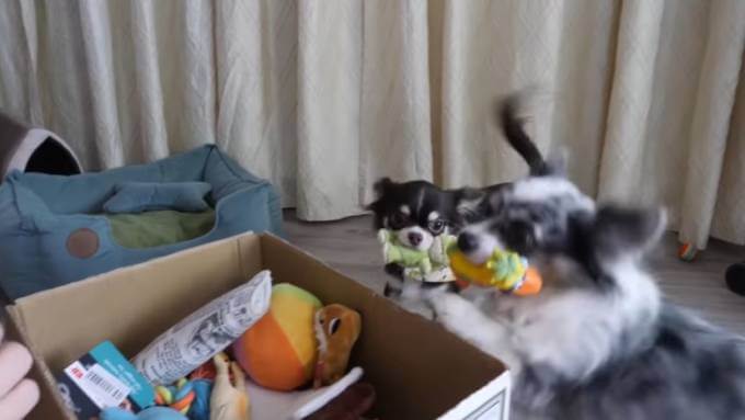 Собаки убирают игрушки самостоятельно