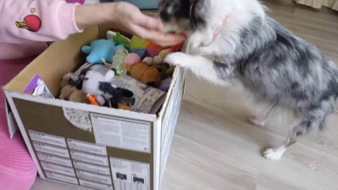 Как обучить собаку убирать игрушки в 4 этапа