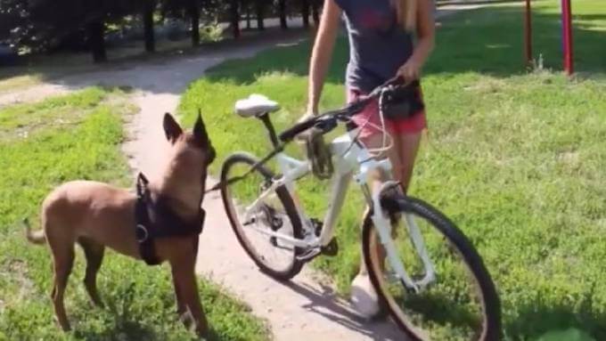 Как научить собаку бегать за велосипедом хозяина