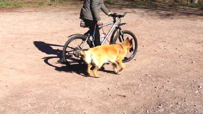 Как научить собаку бегать за велосипедом хозяина в походе