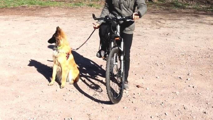 Как научить собаку бегать за велосипедом хозяина на прогулке