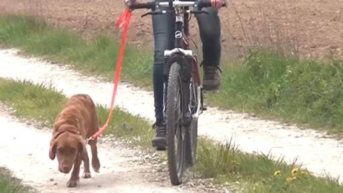Обучение собаки бежать за велосипедом хозяина