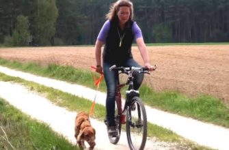 Как научить собаку бегать за велосипедом хозяина