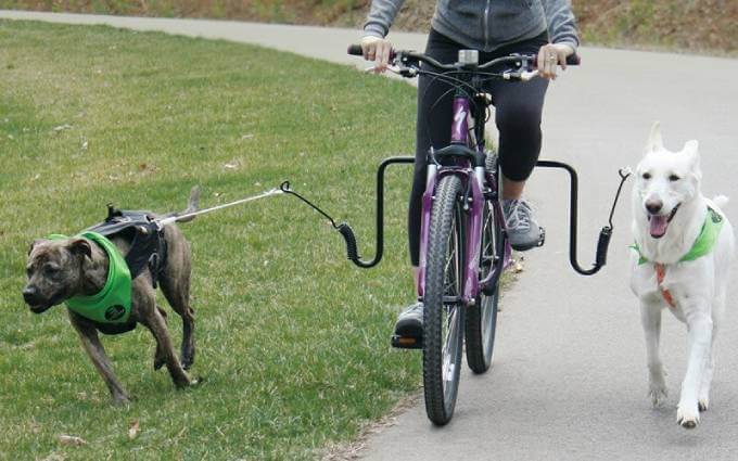 Велоспрингер для собак