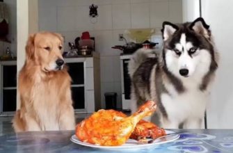 Можно ли наказывать собаку едой