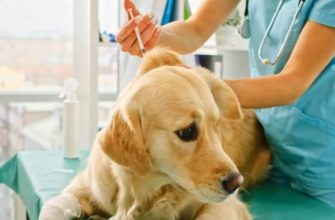 Базовые и дополнительные прививки собаке