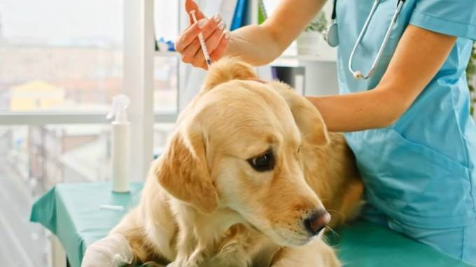 Базовые и дополнительные прививки собаке