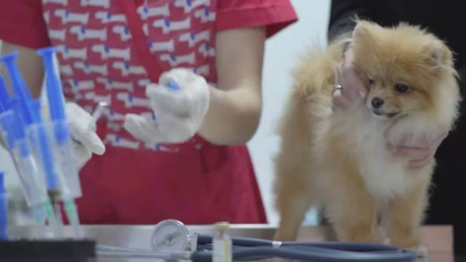 Польза прививки для собаки