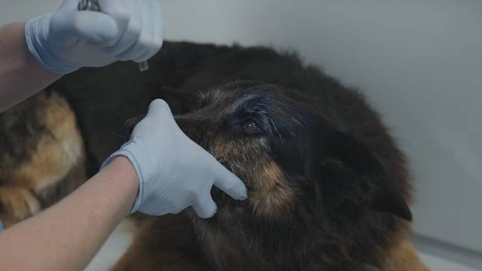 Польза и вред прививок для собаки